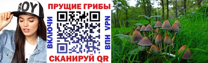 купить наркотик  Аксай  Галлюциногенные грибы мицелий 